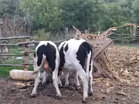 گاو نر, Russian Black pied cattle — عکس 4
