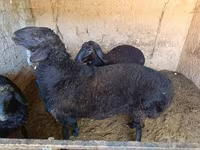 Ram, Schapen — foto 1