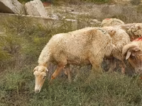 میش, گوسفند — عکس 8