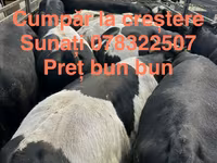 Бух, Russian Black pied cattle — 3 зураг