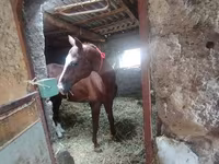 Hengst, Akhal-Teke — Foto 3