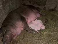 Doofaar dhaddig, Pigs — sawirka 2