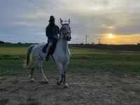 ცხენი, Lipizzaner — ფოტო 1