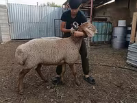 Ovce (šarže, pohlaví neuvedeno), Arashan sheep — foto 6