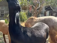 قوچ, Arashan sheep — عکس 2