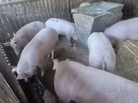 Sow, Pigs — photo 1
