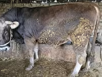 Býk, Swiss cattle — foto 2