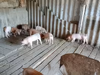 Babi jantan, Pigs — foto 5