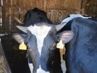 Tyre, Holstein-race — foto 6