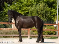 Farasi jike, Friesian — picha 4