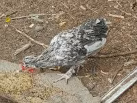 Chickens — fotografija 3