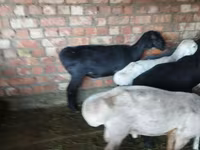 Cừu đực, Hissar sheep — ảnh 7
