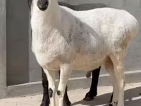 قوچ, گوسفند — عکس 4