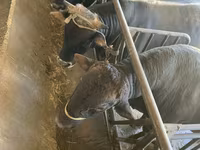 วัวตัวผู้, Swiss cattle — รูปภาพ 1