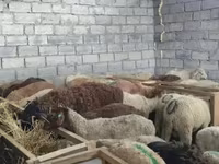 قوچ, گوسفند — عکس 2