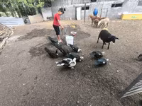 Ducks — عکس 4