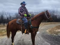 Cavallo, Quarter Horse — foto 8