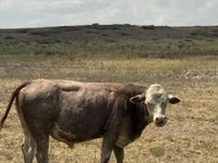 காளை, Simmental cattle — புகைப்படம் 4