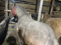 Kuda betina, Horses — foto 3
