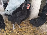 Australorp — fotografija 7