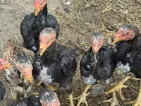 Chickens — zdjęcie 7