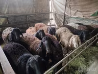Beran, Edilbay sheep — foto 5