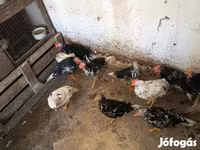 Chickens — 写真 7