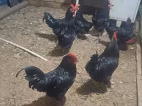 Australorp — sawirka 2