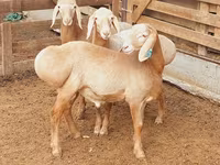 Montone, Arashan sheep — foto 3