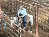 公马, Tennessee Walking Horse — 照片 7