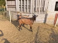 公山羊, Alpine goat — 照片 6