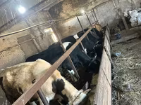 Dibi, Cattle — sawirka 2