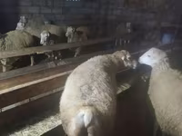Ovce (šarže, pohlaví neuvedeno), Ovce — foto 3