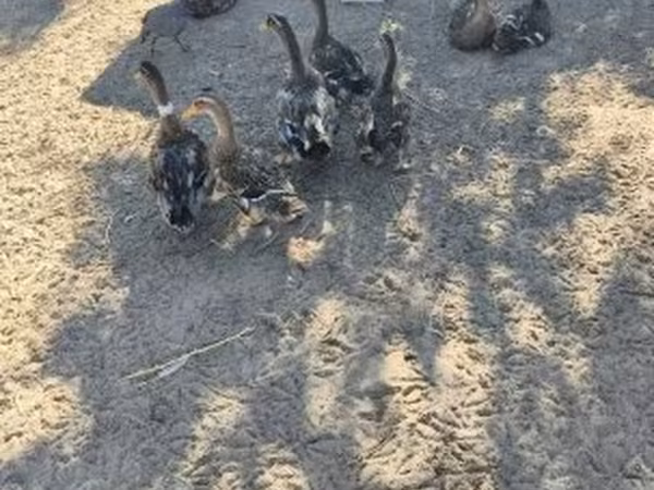 Ducks