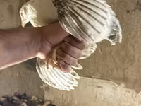 Chickens — foto 3