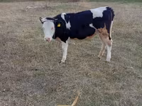 Mucca, Bovini — foto 4