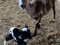 ვერძი, Dorper sheep — ფოტო 4