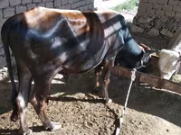 گاو نر, گاو — عکس 7