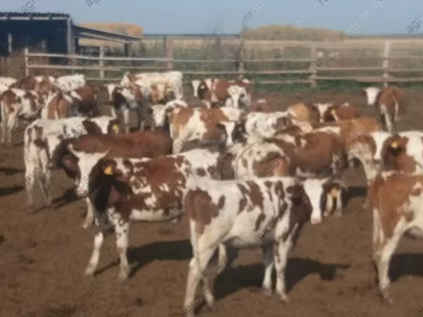 Cow, Hereford