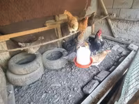 Chickens — รูปภาพ 2