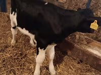 Bik, Simmental cattle — fotografija 6