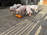 公猪 — 照片 3