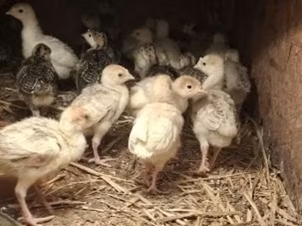 Turkeys