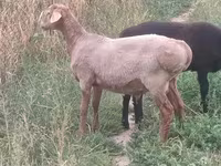 Ovan, Arashan sheep — fotografija 2