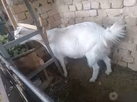 Dişi keçi, Russian White goat — foto 4
