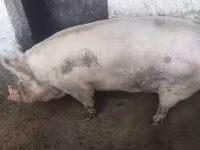 ወንድ አሣማ, Pigs — ፎቶ 2