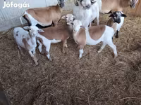 Хонь (бүлэг, хүйс заагаагүй), Cameroon sheep — 4 зураг