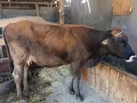 Kuh, Swiss cattle — Foto 6