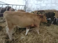 암소, Simmental cattle — 사진 5