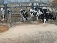 Tyre, Holstein-race — foto 3